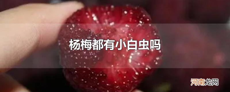 杨梅都有小白虫吗