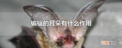 蝙蝠的耳朵有什么作用