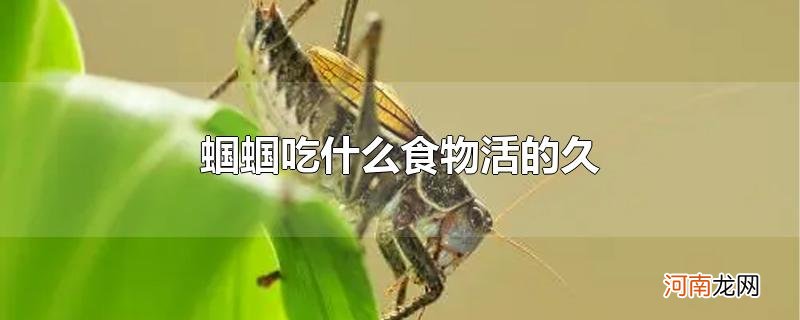 蝈蝈吃什么食物活的久