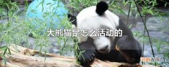 大熊猫是怎么活动的