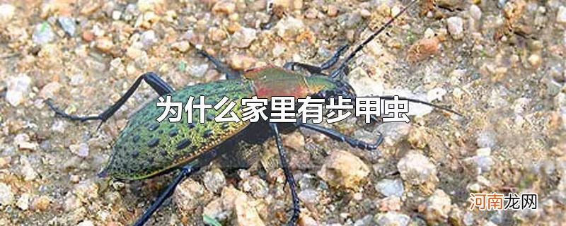 为什么家里有步甲虫