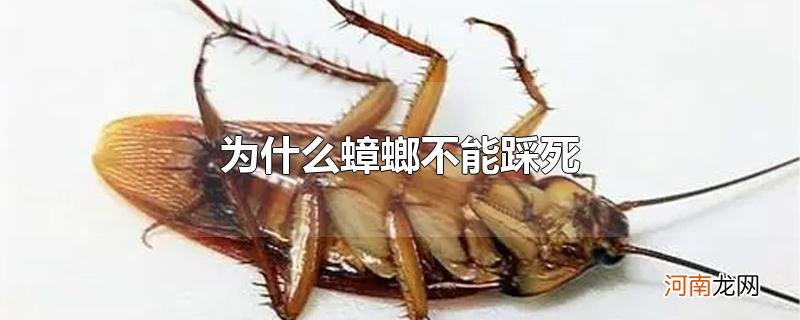 为什么蟑螂不能踩死