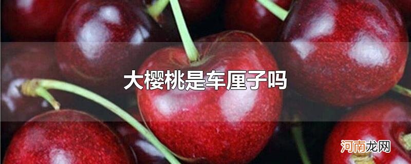 大樱桃是车厘子吗