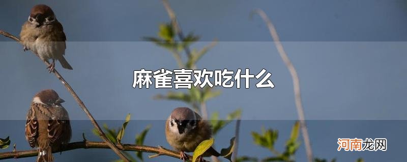 麻雀喜欢吃什么