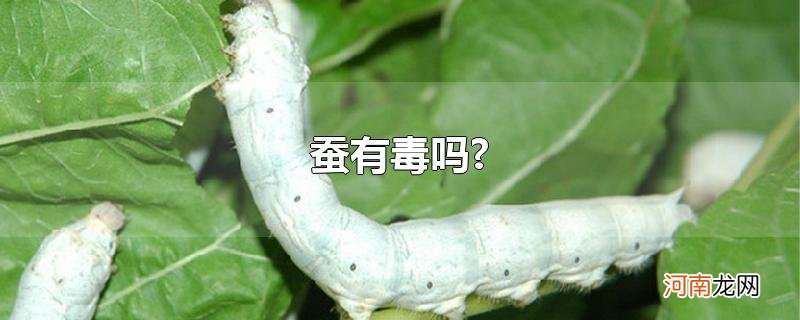 蚕有毒吗?