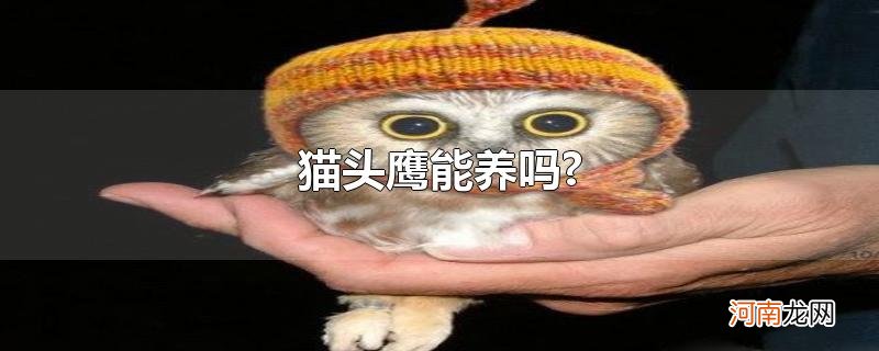 猫头鹰能养吗?