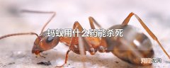 蚂蚁用什么药能杀死