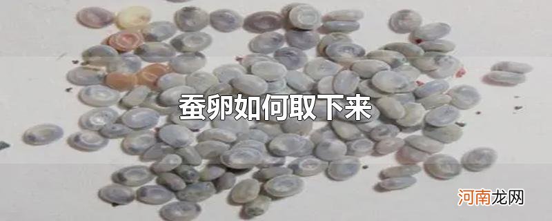 蚕卵如何取下来