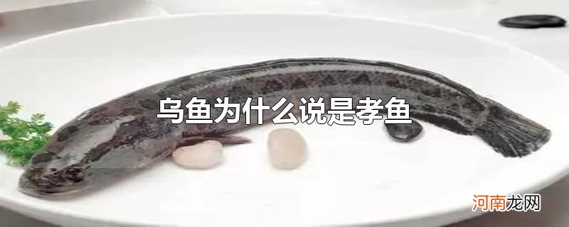 乌鱼为什么说是孝鱼