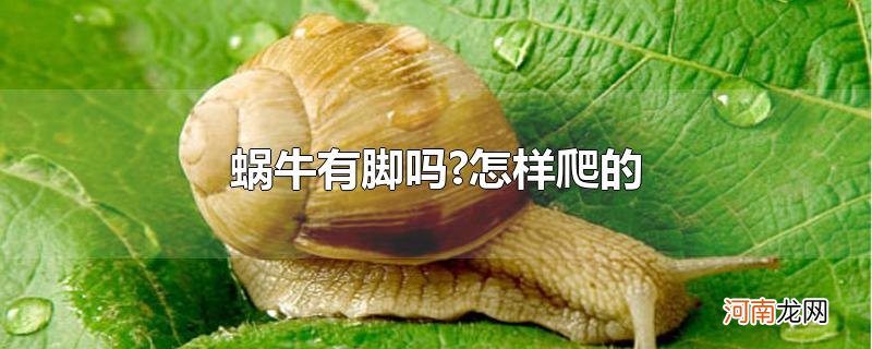 蜗牛有脚吗?怎样爬的