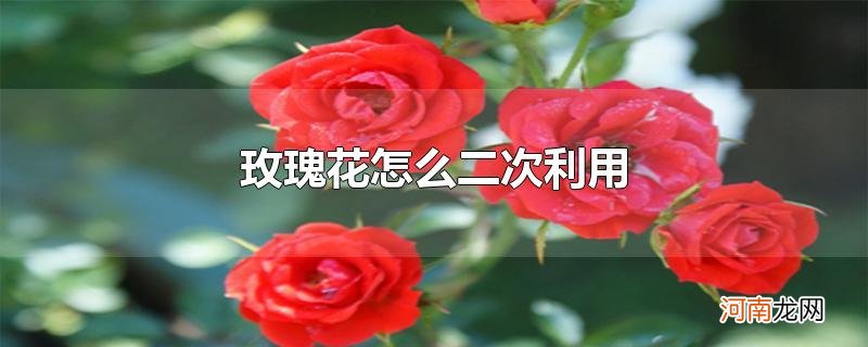 玫瑰花怎么二次利用