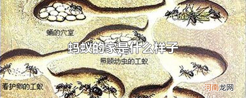 蚂蚁的家是什么样子