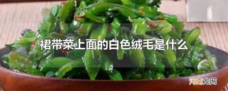 裙带菜上面的白色绒毛是什么