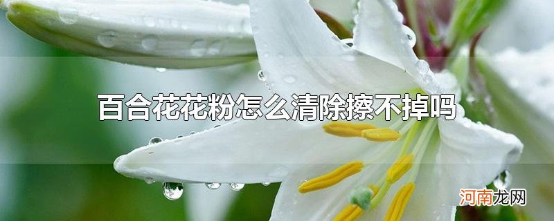 百合花花粉怎么清除擦不掉吗