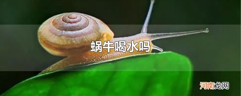 蜗牛喝水吗