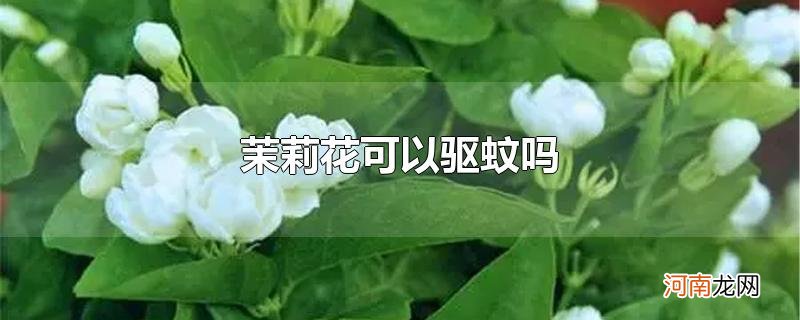 茉莉花可以驱蚊吗