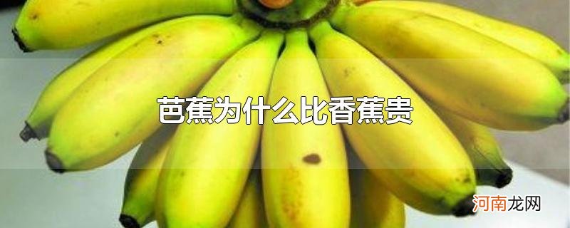 芭蕉为什么比香蕉贵