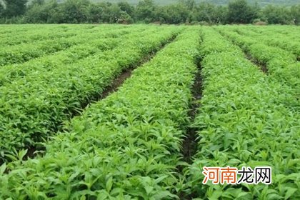 种植公司怎么起名字 种植方面公司的名字