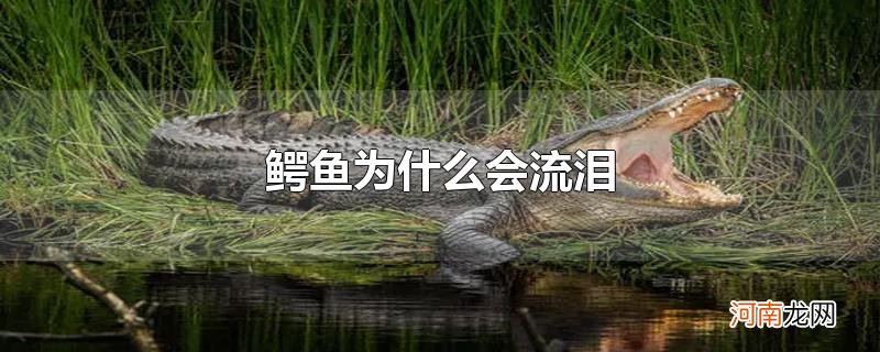 鳄鱼为什么会流泪