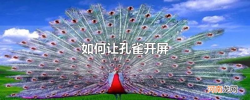 如何让孔雀开屏