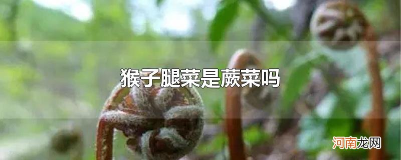 猴子腿菜是蕨菜吗