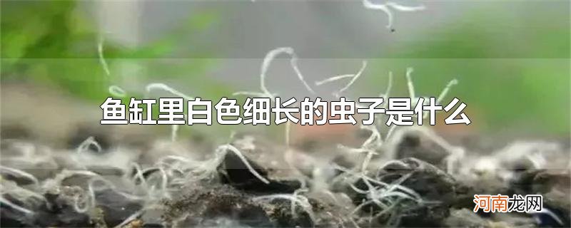 鱼缸里白色细长的虫子是什么