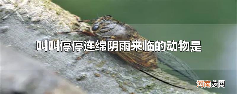 叫叫停停连绵阴雨来临的动物是