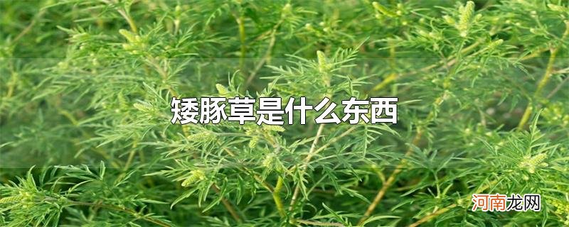 矮豚草是什么东西