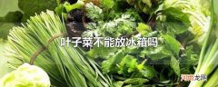 叶子菜不能放冰箱吗