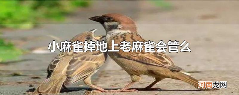 小麻雀掉地上老麻雀会管么