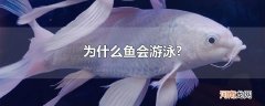 为什么鱼会游泳?