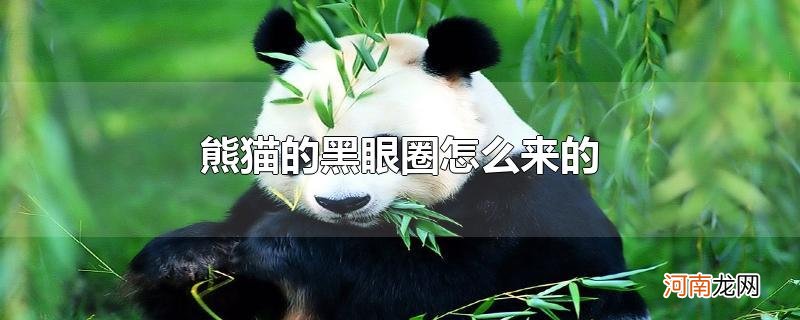 熊猫的黑眼圈怎么来的