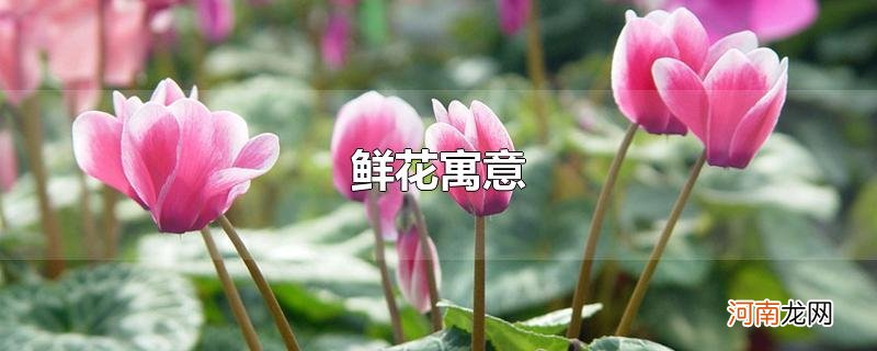 鲜花寓意