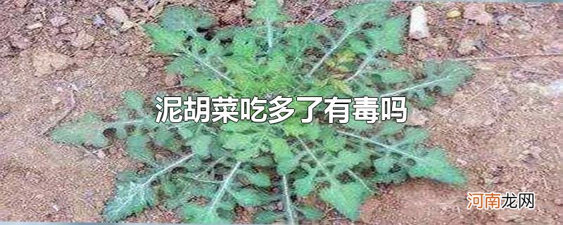 泥胡菜吃多了有毒吗