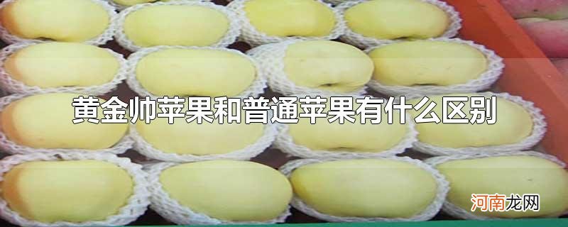 黄金帅苹果和普通苹果有什么区别