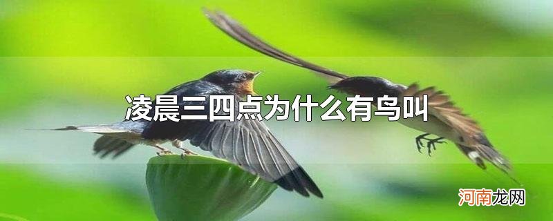 凌晨三四点为什么有鸟叫