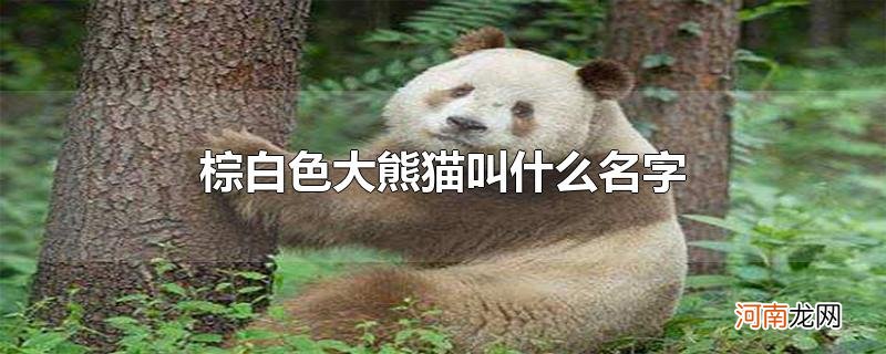 棕白色大熊猫叫什么名字