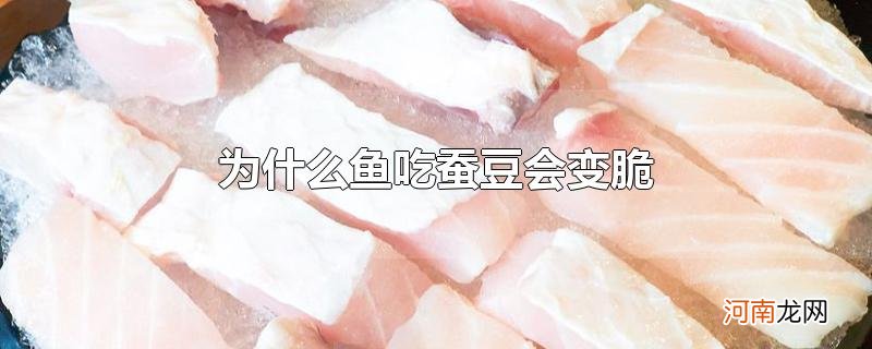 为什么鱼吃蚕豆会变脆