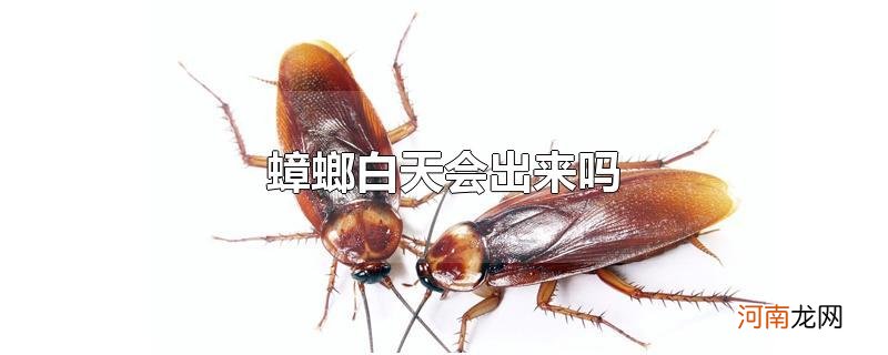 蟑螂白天会出来吗