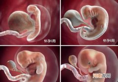 胎儿在母体是如何长大的 不同阶段宝宝的发育过程