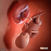 从胚胎到真正的胎儿 好神奇 胎儿会3个技能