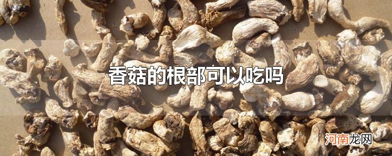 香菇的根部可以吃吗