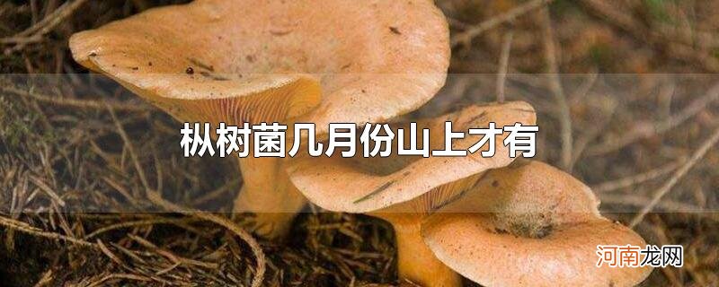 枞树菌几月份山上才有