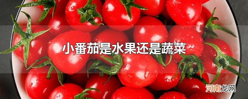 小番茄是水果还是蔬菜