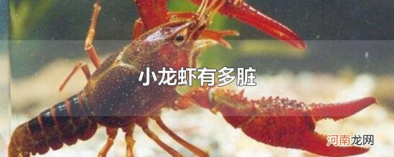 小龙虾有多脏