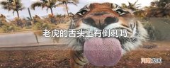 老虎的舌头上有倒刺吗