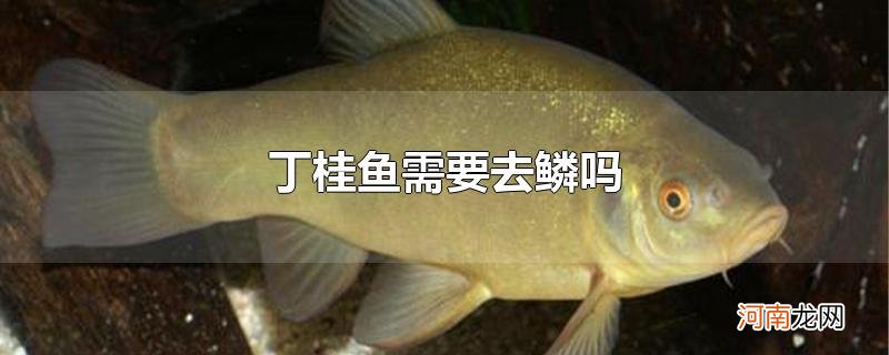 丁桂鱼需要去鳞吗