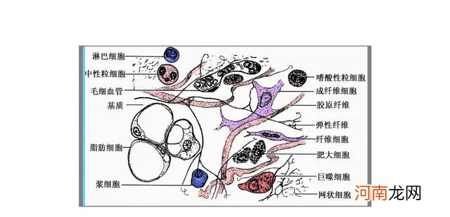 吃胶原蛋白能变美是个陷阱 长期喝胶原蛋白危害