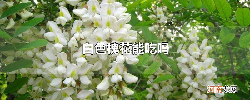 白色槐花能吃吗