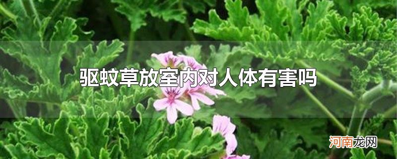 驱蚊草放室内对人体有害吗